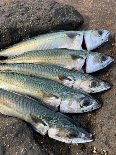 マサバの釣果