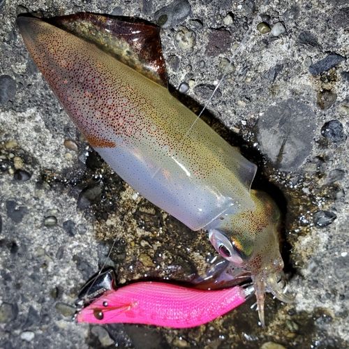 ケンサキイカの釣果