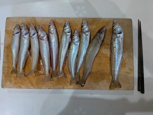 キスの釣果