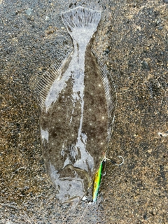 ヒラメの釣果