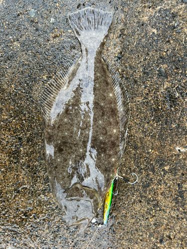 ヒラメの釣果