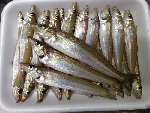 キスの釣果
