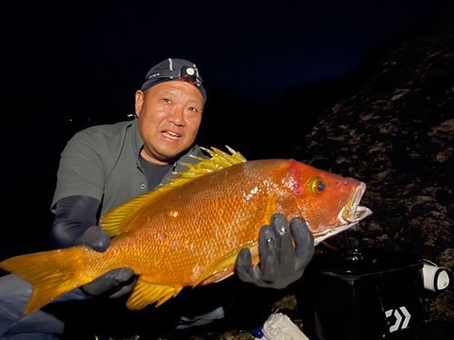 シブダイの釣果