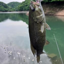 スモールマウスバス