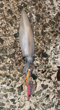 ケンサキイカの釣果