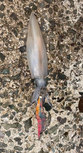 ケンサキイカの釣果