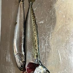 サバ
