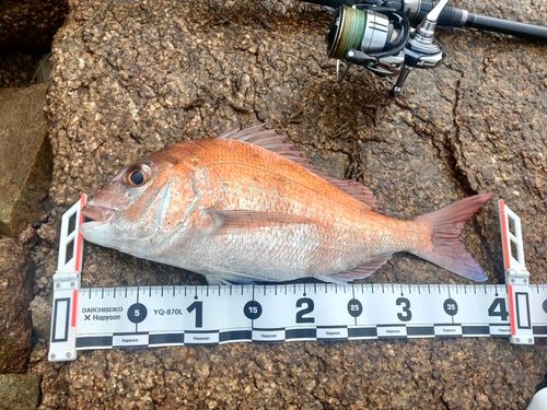 マダイの釣果