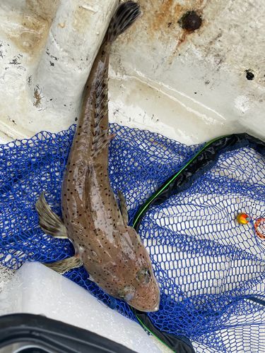 ワニゴチの釣果