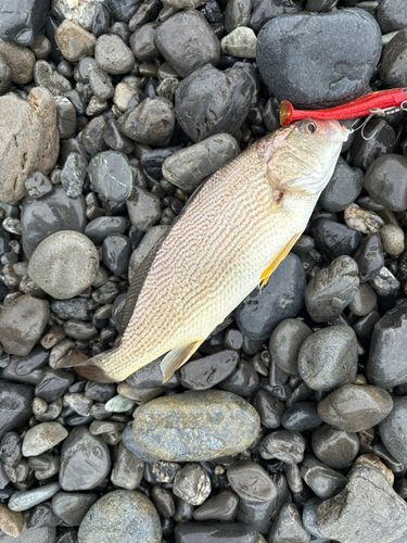 イシモチの釣果