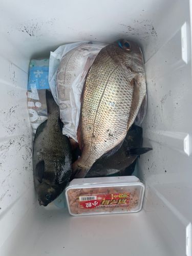 マダイの釣果