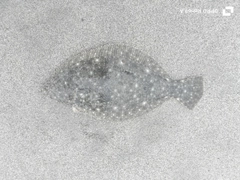 ソゲの釣果