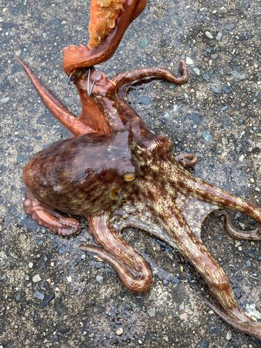 タコの釣果