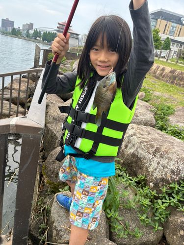 ブルーギルの釣果