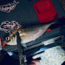 アジ