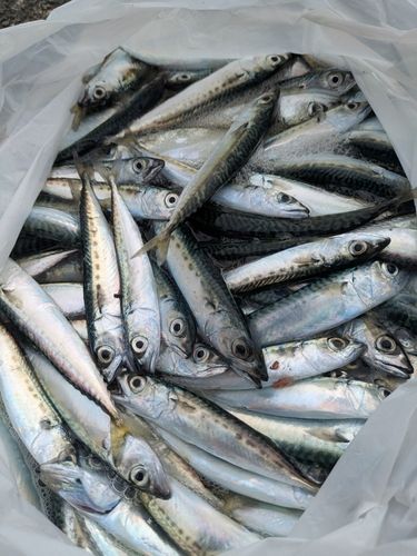 アカハタの釣果