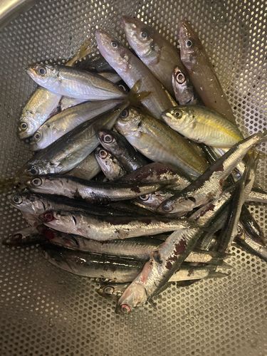 カタクチイワシ