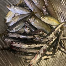 カタクチイワシ