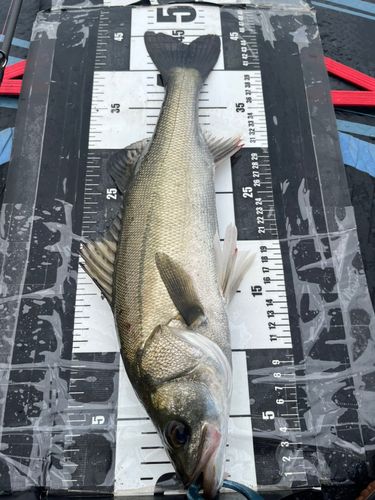 シーバスの釣果