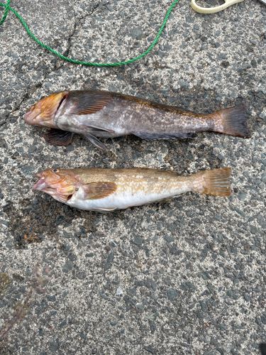 アイナメの釣果