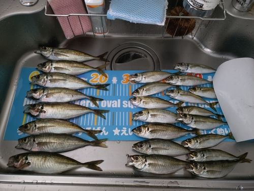 アジの釣果