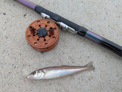 シロギスの釣果