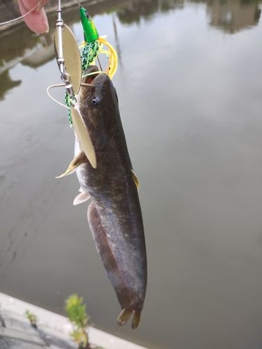 ナマズの釣果