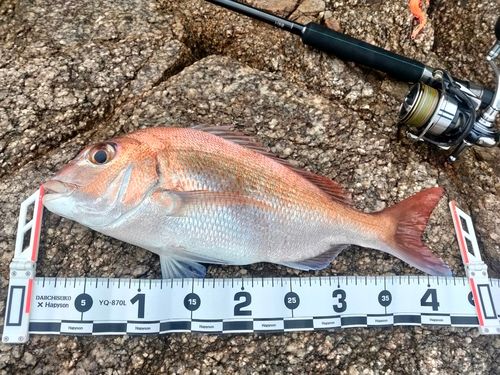 マダイの釣果