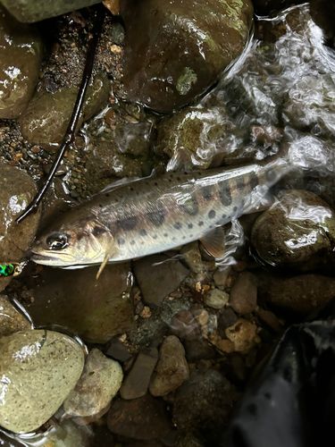 アマゴの釣果
