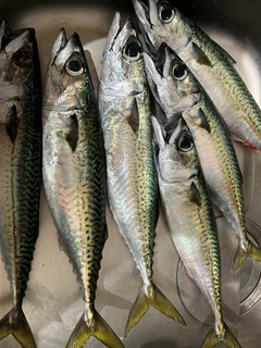サバの釣果