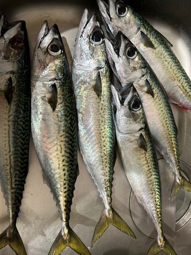 サバの釣果