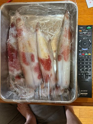 ケンサキイカの釣果