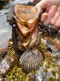 ベッコウゾイの釣果