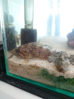 クロソイの釣果