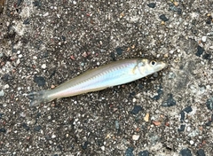 キスの釣果