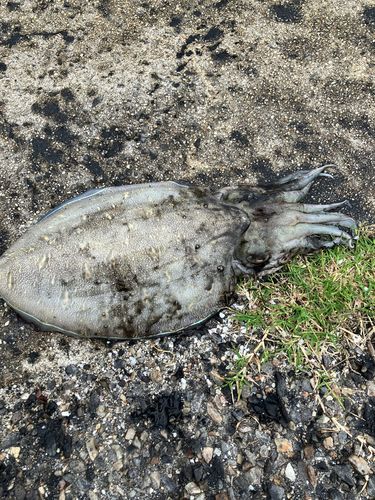 カミナリイカの釣果