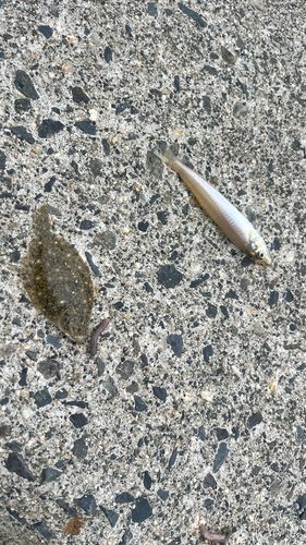 ヒラメの釣果