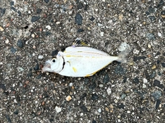 ヒイラギの釣果