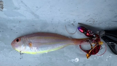 イトヨリダイの釣果