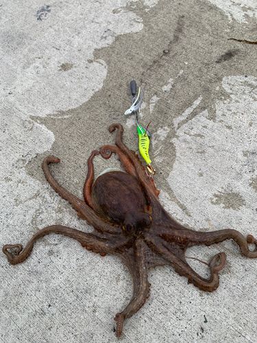 タコの釣果