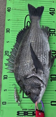 チヌの釣果