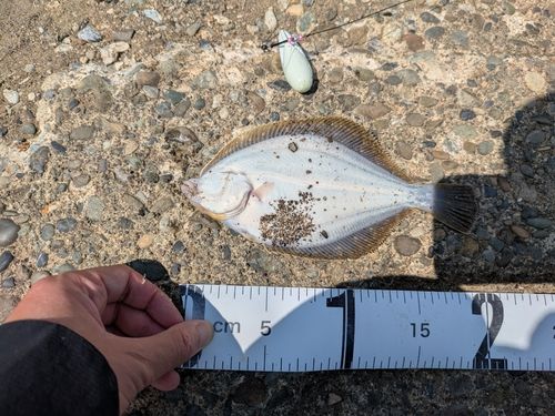 イシガレイの釣果