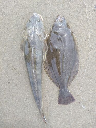 マゴチの釣果