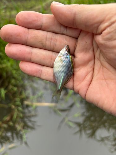 タイリクバラタナゴの釣果