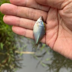 タイリクバラタナゴ