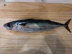 イトヨリダイの釣果