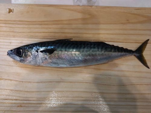 イトヨリダイの釣果