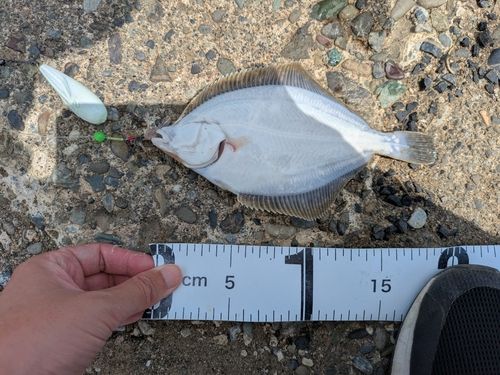 イシガレイの釣果