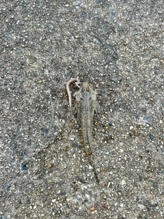 メゴチの釣果