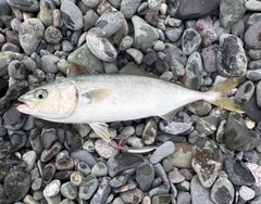 ワカシの釣果